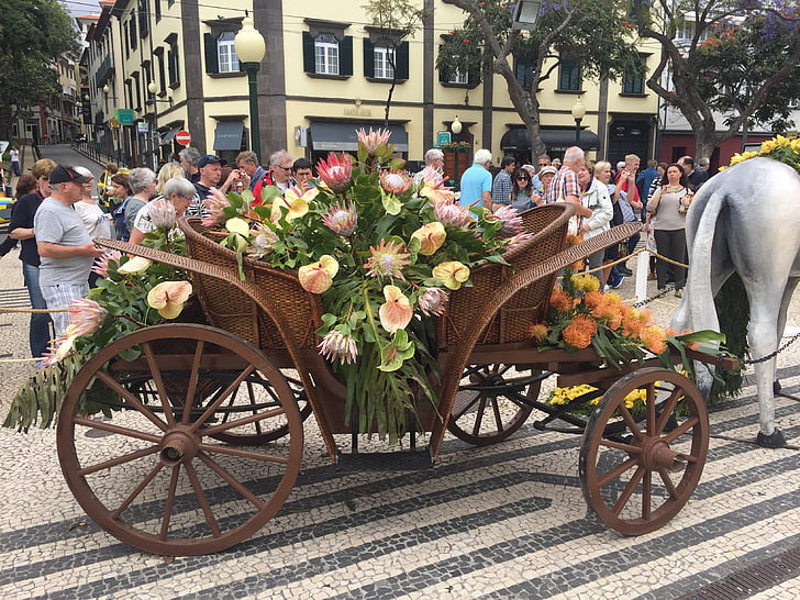 blomst, festivalen, Madeira