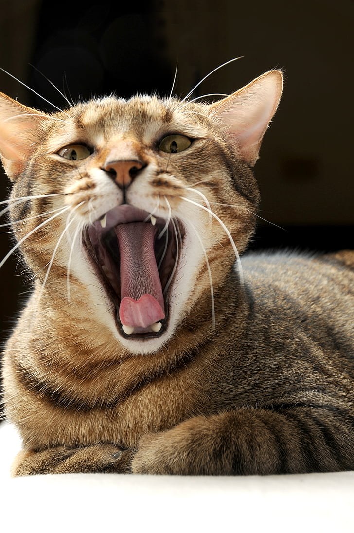 yawn, cat, pet, cat mia, gel reviews, cuteness, domestic cat