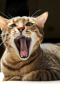 zehanje, mačka, pet, mačka mia, gel gostov, Ljupkost, domače mačke