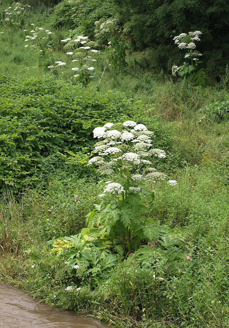 divovski hogweed, hogweed, biljka, toksični, opekline, veliki, priroda