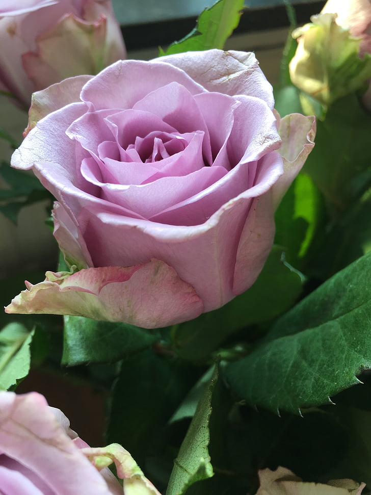 τριαντάφυλλο, ροζ, λουλούδι, φύση, πέταλο, φυτό, ροζ χρώμα