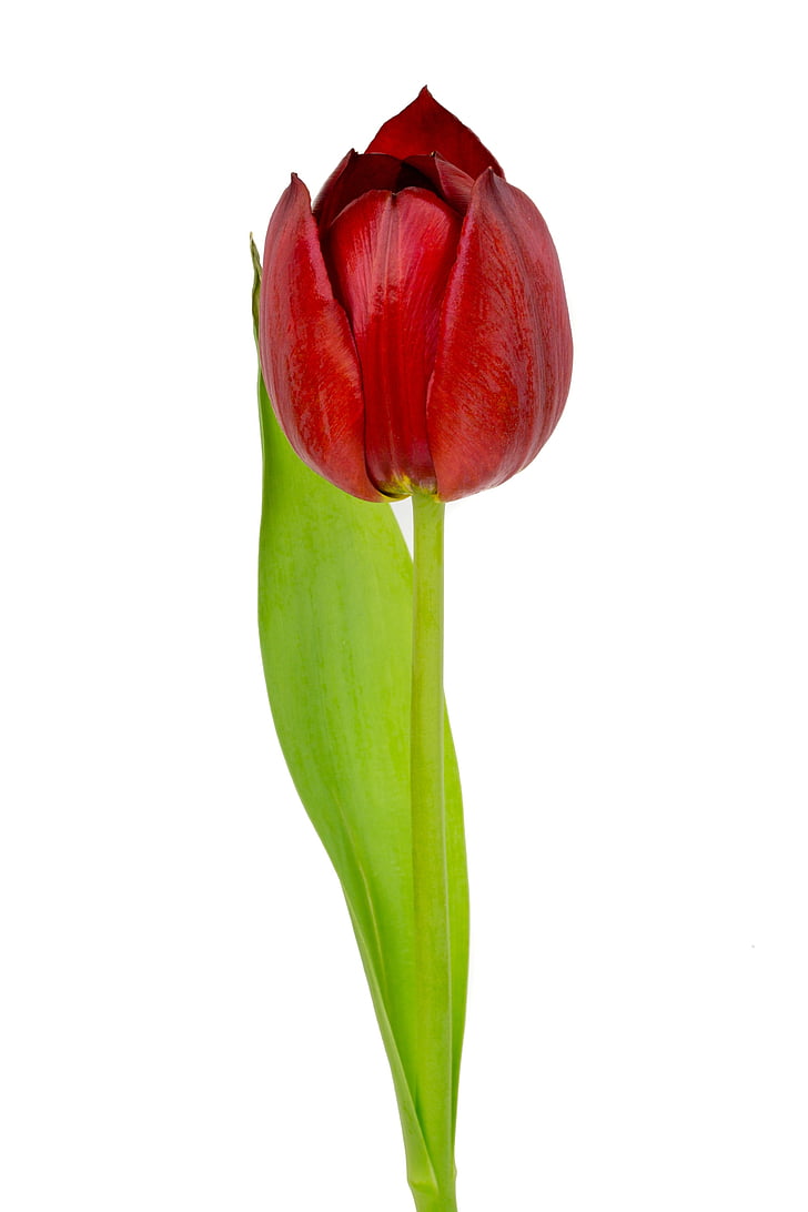 vermelho, Tulipa, tulipa vermelha, tulipas, flores, natureza, flor
