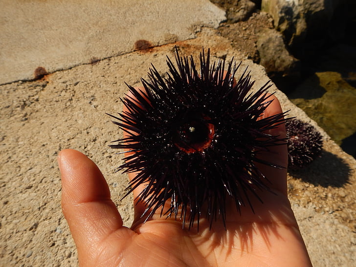 mořský ježek, ruka, Já?, Fauna, mořští živočichové, Tip harris, echinide