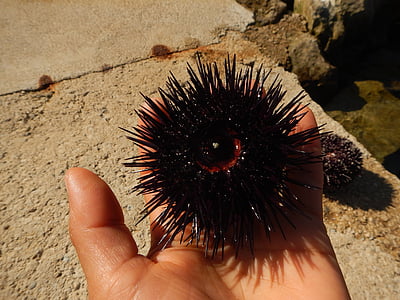 mořský ježek, ruka, Já?, Fauna, mořští živočichové, Tip harris, echinide