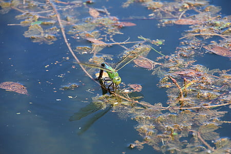 dragonfly, water, insect, nature, pond, close, lake