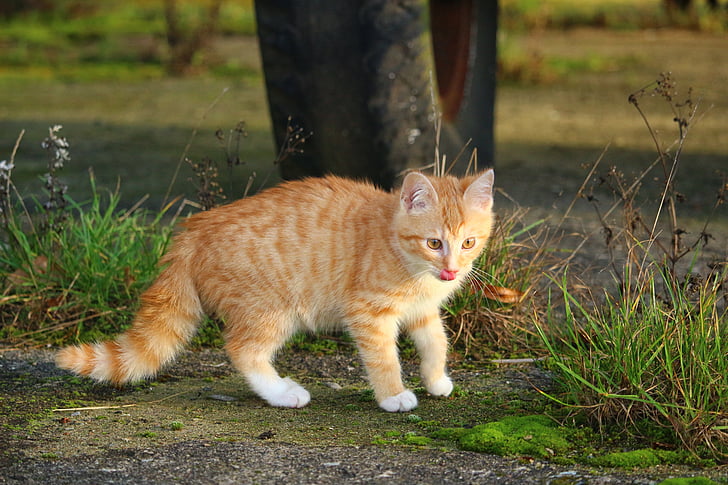 cat, kitten, red mackerel tabby, cat baby, young cat, red cat, domestic cat