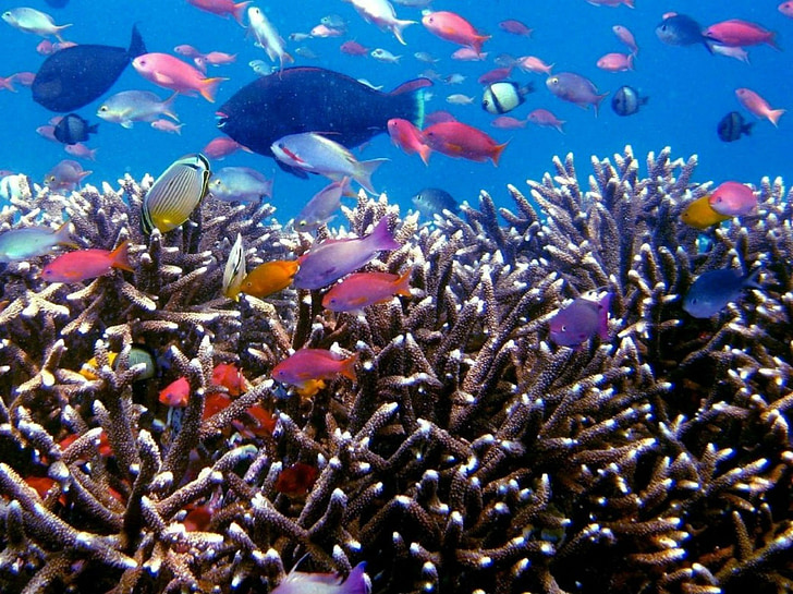 тропические рыбы, подводное плавание, Рыба, Индонезия, тропический остров, Туризм, Дайвинг