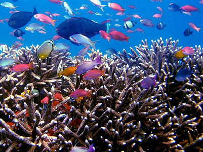 tropické ryby, sportovní potápění, ryby, Indonésie, tropický ostrov, cestovní ruch, potápění