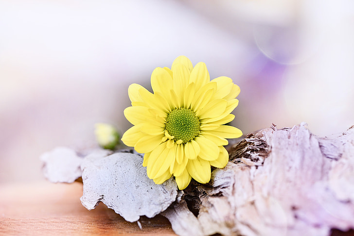 Margarida d'arbre, flor groga, flor, flor, schnittblume, planta, groc
