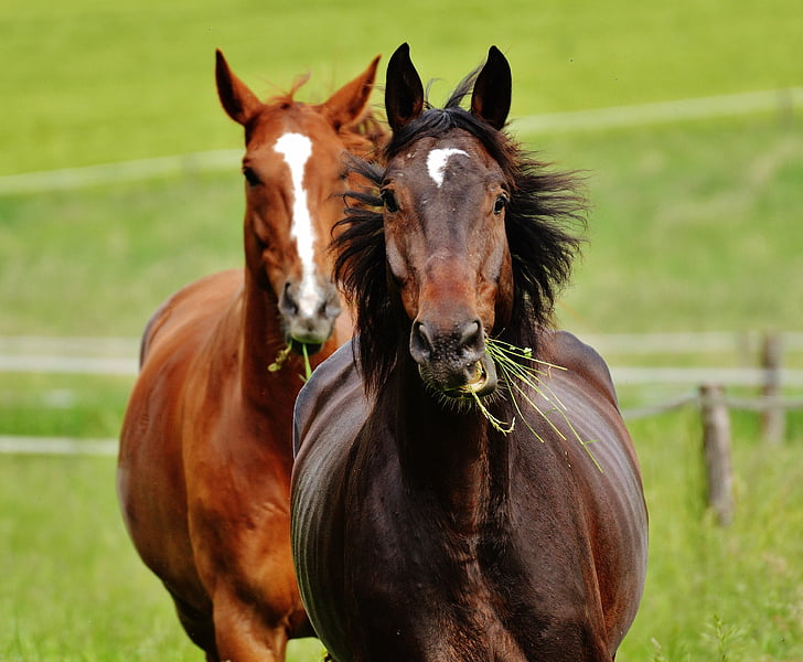 cavalli, per due, accoppiamento, Stallion, mangiare, Paddock, marrone