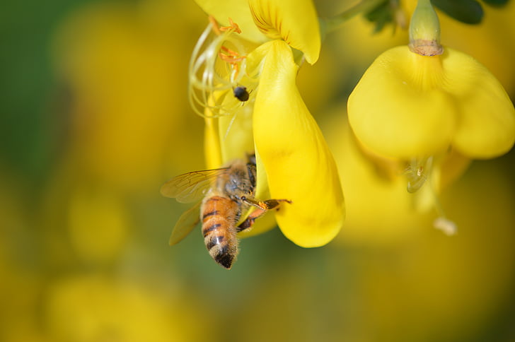 Bee, pollinering, gul, makro, gula blommor