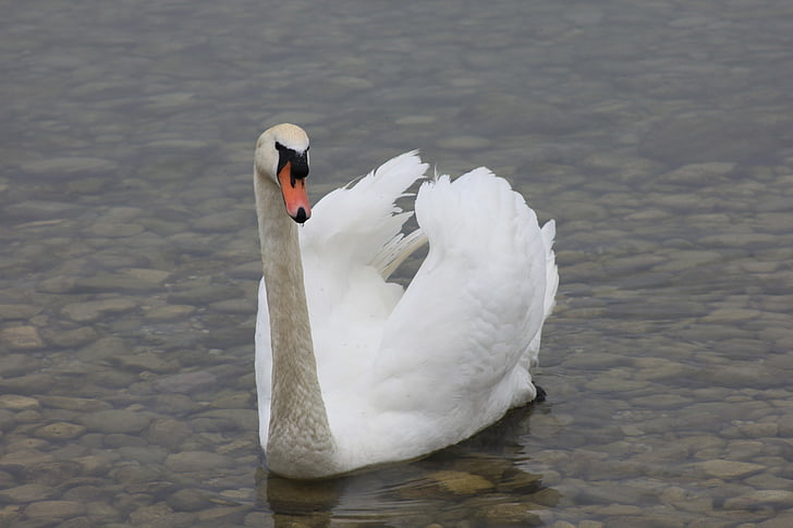 Swan, Danau, alam, angsa putih, burung, Angsa, putih