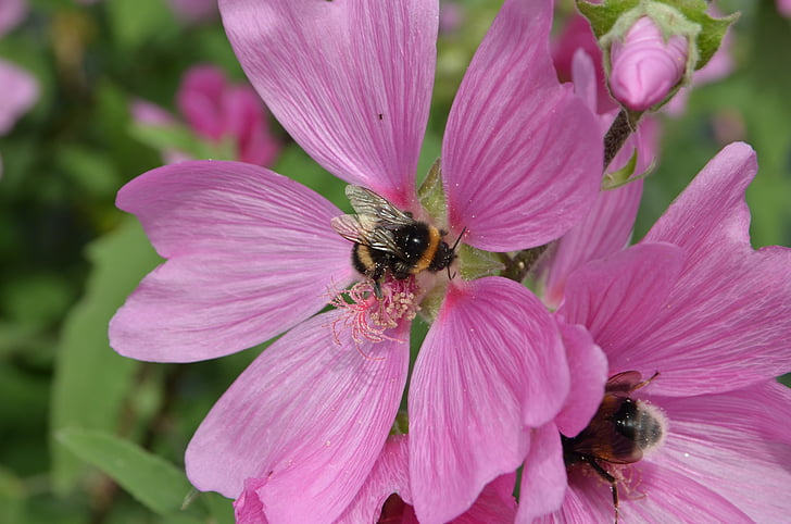 пчела, бъг, цветен прашец, размножаване, храна, цвете, флора