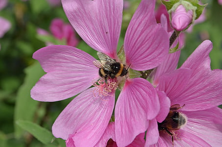 Bourdon, bug, pollen, propagation, alimentaire, fleur, flore