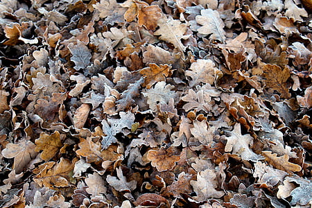 gel, feuilles, froide, nature, congelés, hiver, automne