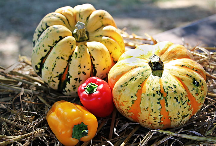Thanksgiving, pompoenen, paprika, herfst, herfst decoratie, decoratie, kleurrijke