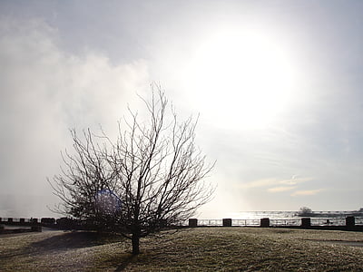 arbre, paisatge, tardor, fred