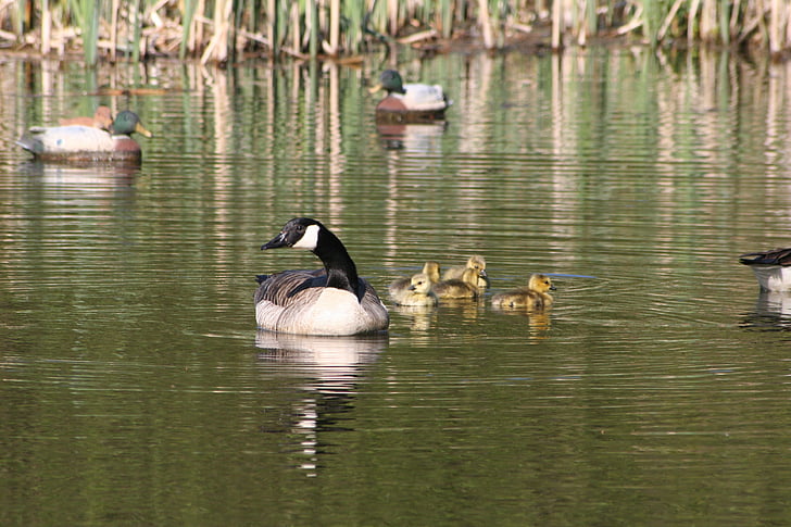 canada geese, geese, goslings