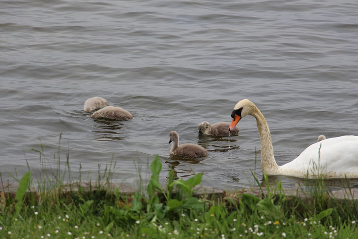 swan, nature, animal, water bird, pride, cygnet, baby swans