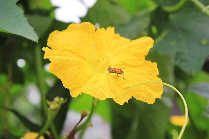 fleurs jaunes, fleurs de Luffa, abeille, collecte de nectar, printemps, insecte, nature