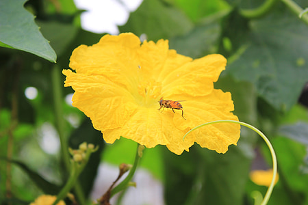 yellow flowers, luffa flowers, bee, collecting nectar, spring, insect, nature