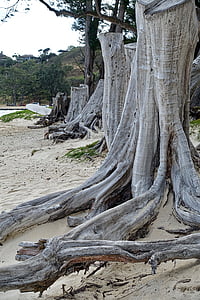 tronco, raíces, desnudo, despojado, muertos, medio ambiente, planta