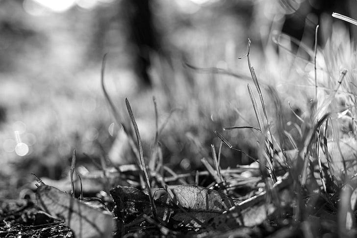 forest floor, grass, forest, leaves