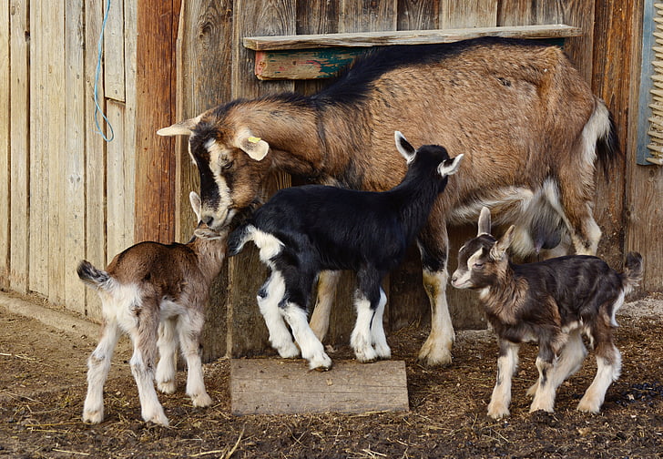 ožkos, vaikas, jaunų ožkų, naminių ožkų, ėriukai, mažas ožkos, motina ožka
