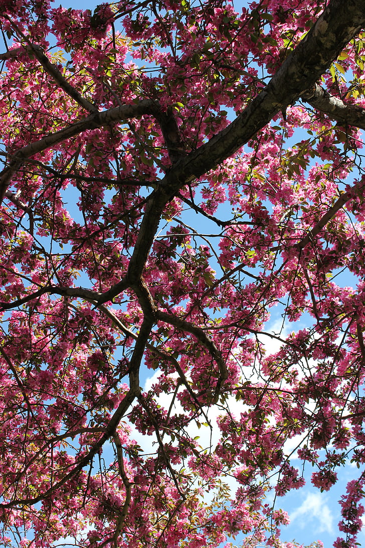 pohon, bunga, Blossom, cabang, mekar, merah muda, alam