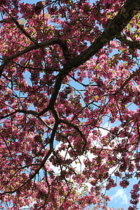 δέντρο, λουλούδι, άνθος, υποκατάστημα, ανθισμένα, ροζ, φύση