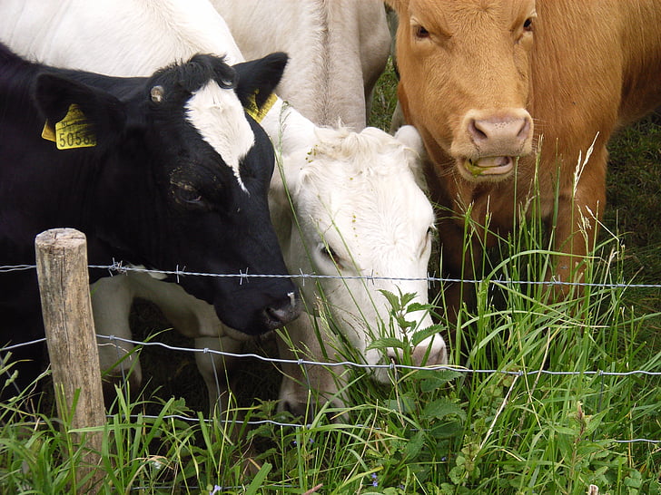vaches, herbe, lactosérum