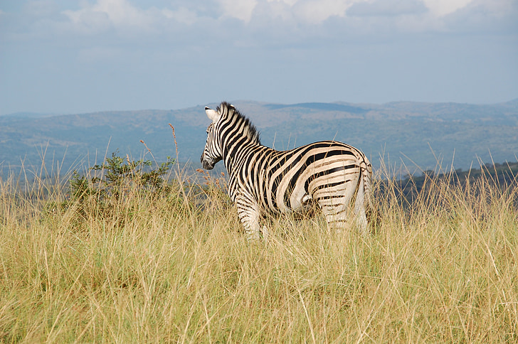 Afrika Selatan, liar, alam, satwa liar, hewan, Zebra, Safari