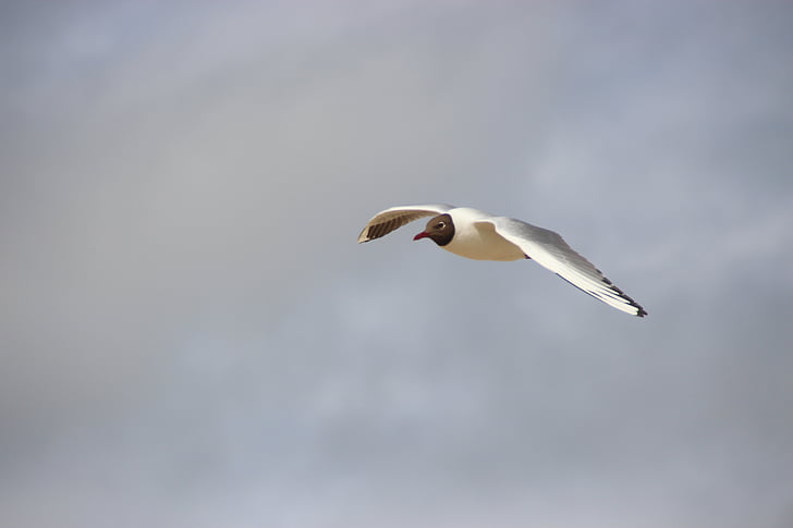 Black-headed gull v lete, Bird letu, čajka, Vodné vták