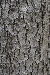 textura, corteza de árbol, tronco, gris, con textura, fondos, áspero