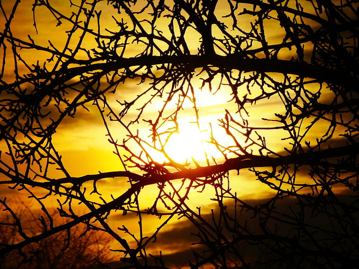 sole, ramo, albero, giallo, scuro, nuvole, tramonto
