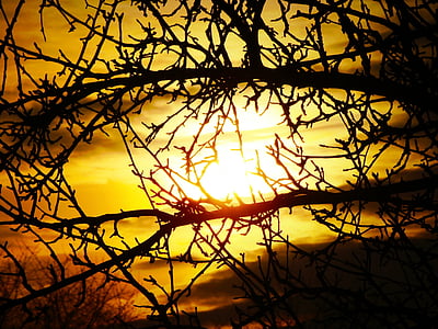 sun, branch, tree, yellow, dark, clouds, sunset