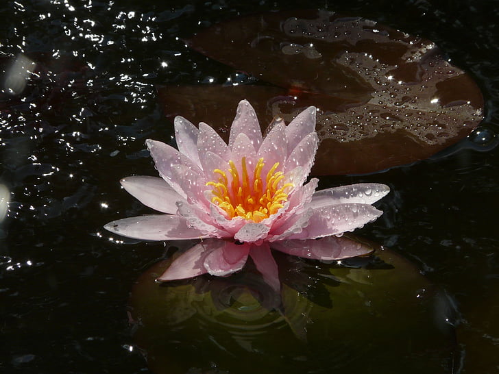 water lily, flower, lake