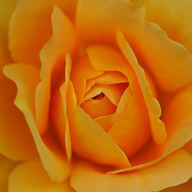 pink, flower, yellow, macro, petal, flower head, freshness