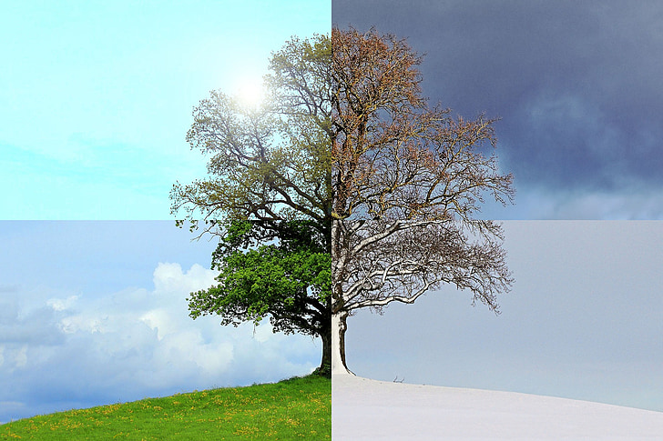 gada sezonu, vasaras, rudens, ziemas, Pavasaris, koks, daba