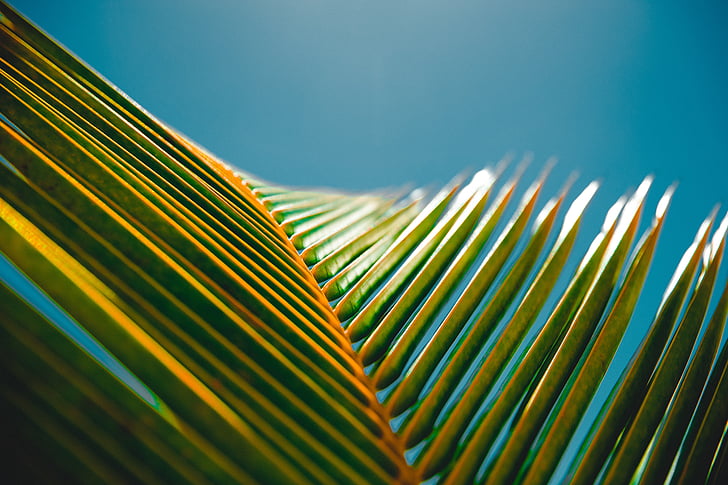 coconut, tree, leaf, nature, plant, palm leaf, frond
