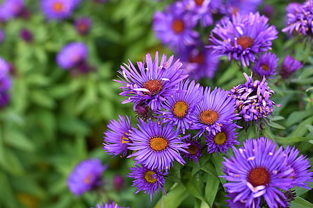 aster, smooth aster, aster laevis, faded, flourished from, withered, dry