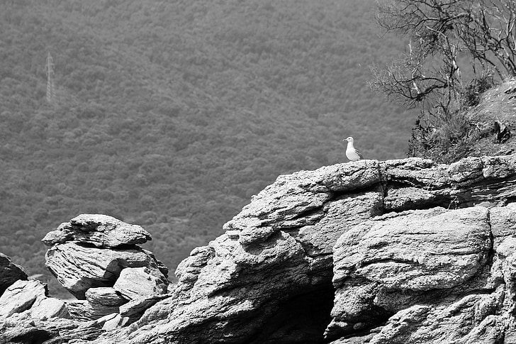 Cliff, lokki, kivinen, istuu, lintu, siivekäs, rauhallinen