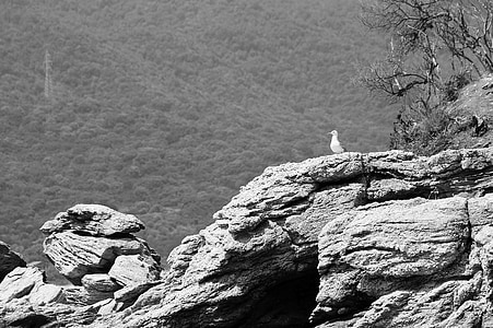 cliff, seagull, rocky, sitting, bird, winged, calm