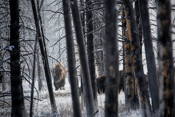 bison, buffalo, forest, trees, snow, wildlife, nature
