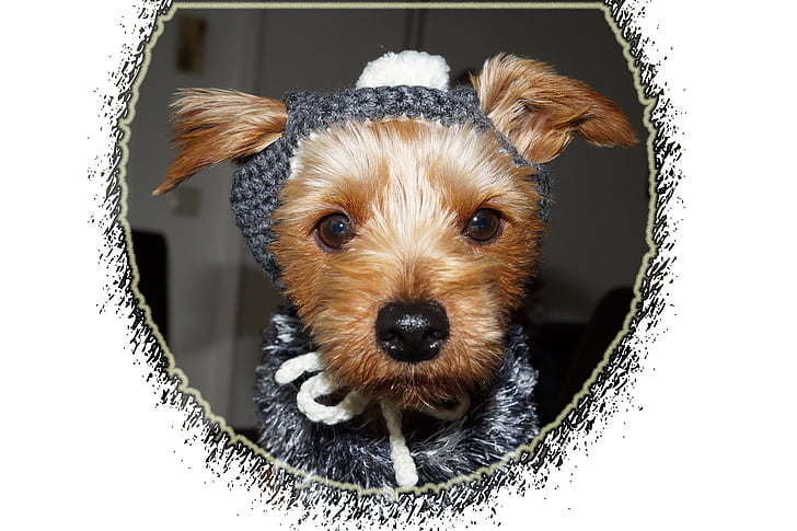 dog, clothing, yorkshire terriers, terrier