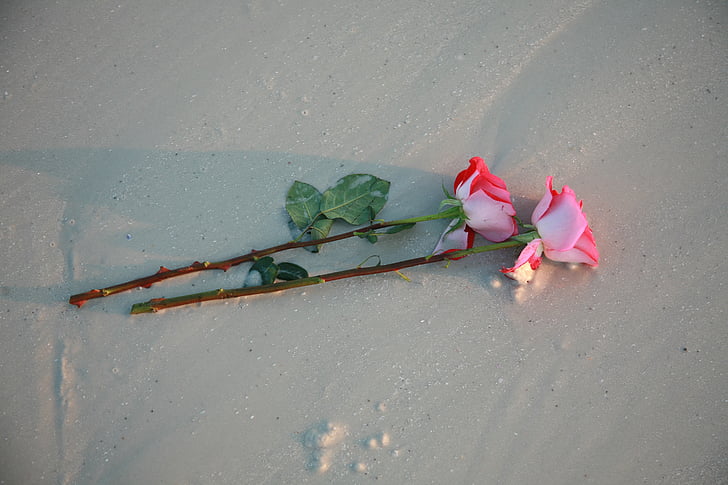 two, roses, beach, flower, romance