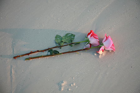 două, trandafiri, plajă, floare, poveste de dragoste