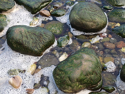 sea, stones, seaweed, rock, green, nature, rock - Object