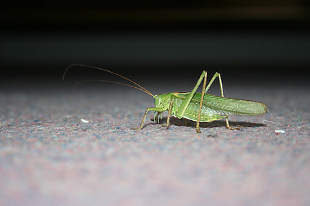grasshopper, insect, green, close