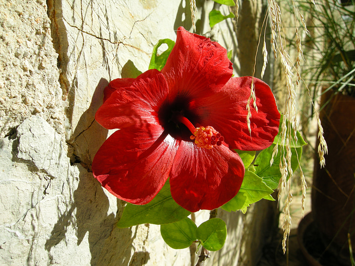 hibiscus, blossom, bloom, flower, red, stamens